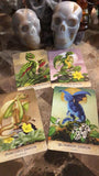 Field Guide to Garden Dragons Cards