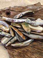 Paua Shell/Abalone Shell